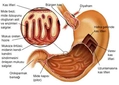 Midede Sindirim Nedir ve Nasıl Yapılır? Midede Sindirim Nedir ve Nasıl Yapılır?