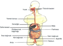 Sindirim Sistemi Test Sindirim Sistemi Test