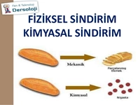 Fiziksel Sindirim Organları ve İşleyişi Fiziksel Sindirim Organları ve İşleyişi