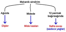 Mekanik Sindirim Nedir ve Özellikleri Nelerdir? Mekanik Sindirim Nedir ve Özellikleri Nelerdir?