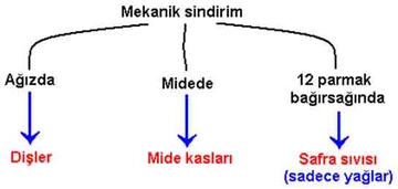 Sindirim Çeşitleri Türleri ve Özellikleri Sindirim Çeşitleri Türleri ve Özellikleri