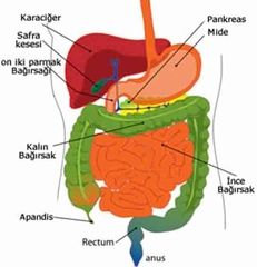 Sindirim Hastalıkları Belirtileri ve Tedavisi Sindirim Hastalıkları Belirtileri ve Tedavisi