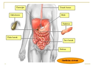 Sindirim Sistemi Görevleri