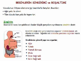 Sindirim ve Boşaltım Sistemi Türleri ve Özellikleri Sindirim ve Boşaltım Sistemi Türleri ve Özellikleri